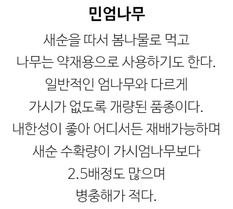 가시없는 엄나무 (민엄나무) 실생1년특묘 같이가치농원 : 꽃나무 묘목 - 엑스플랜트