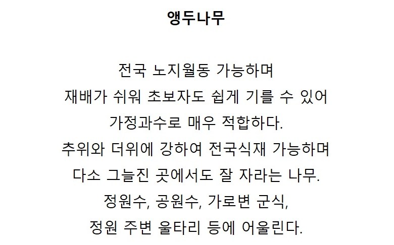앵두나무(왕앵두) 분 다간형 같이가치농원 : 조경나무 묘목 - 엑스플랜트